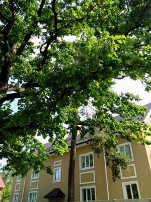 Guest house Kiev forest 16